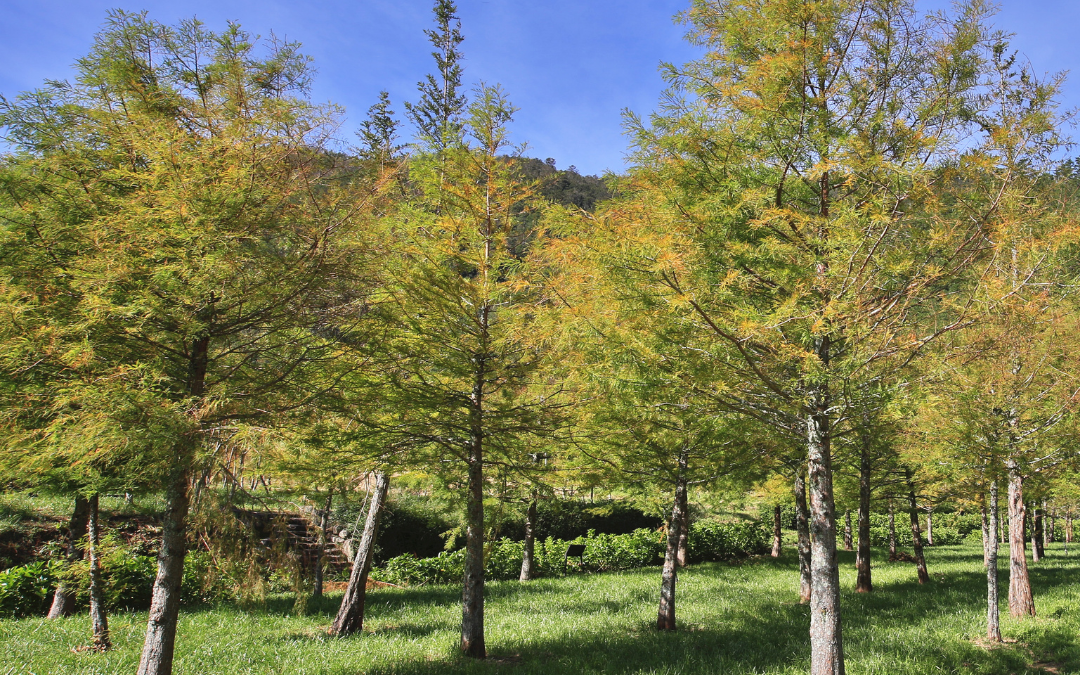 Bald Cypress