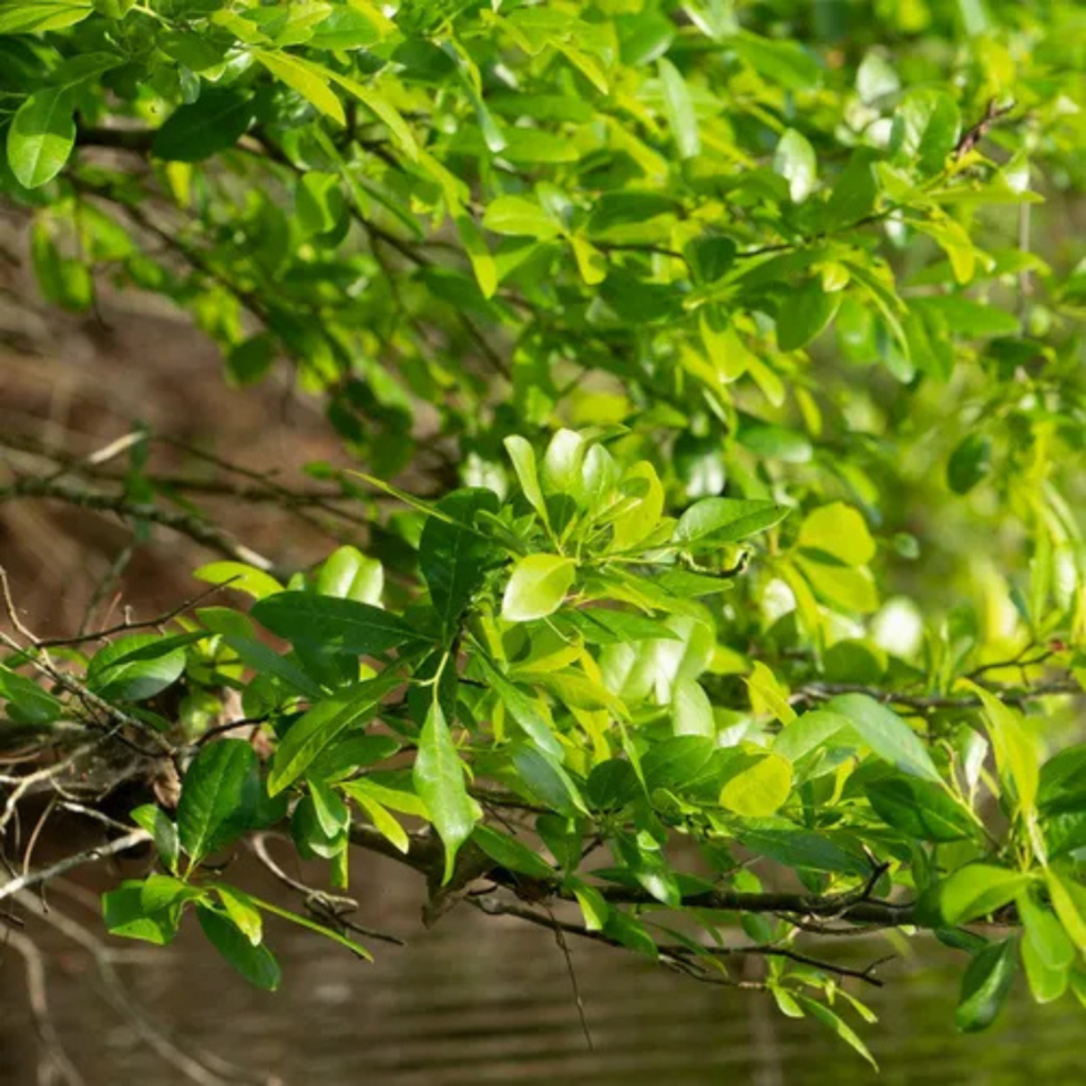 Swamp Tupelo Gum - Central Florida Lands & Timber Nursery, L.L.C.