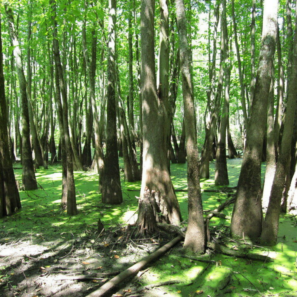 Swamp Tupelo Gum - Central Florida Lands & Timber Nursery, L.L.C.