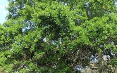 Water Oak