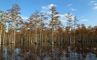 Pond Cypress