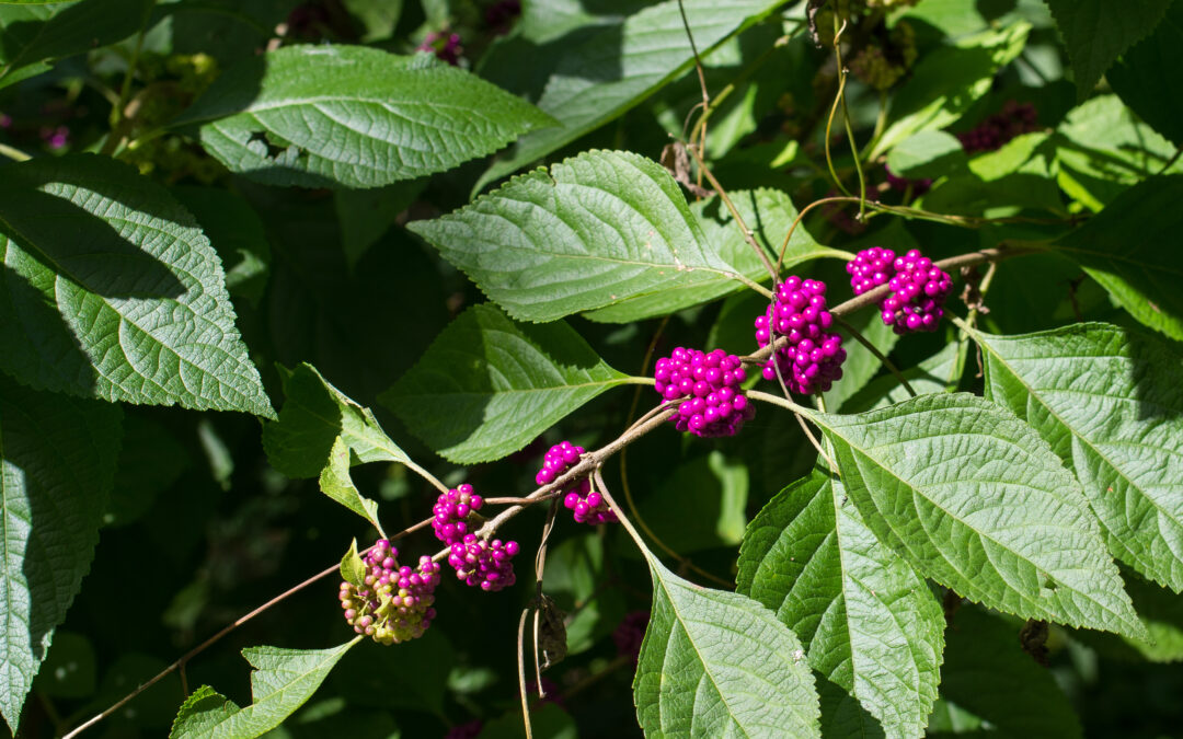 Beautyberry