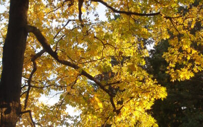 Water Hickory