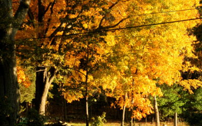 Pignut Hickory