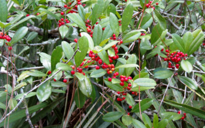 Dahoon Holly