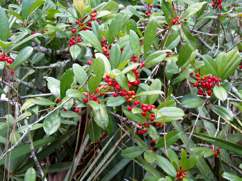 Dahoon Holly