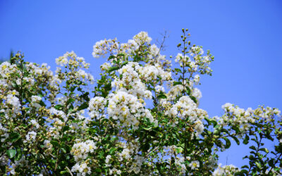 Crape Myrtle