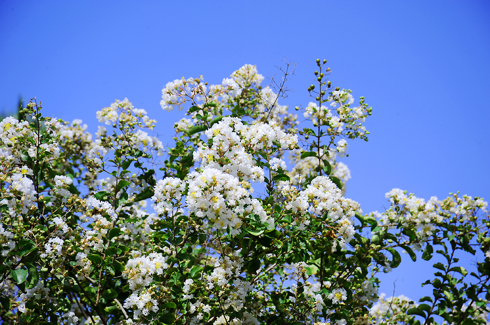 Crape Myrtle