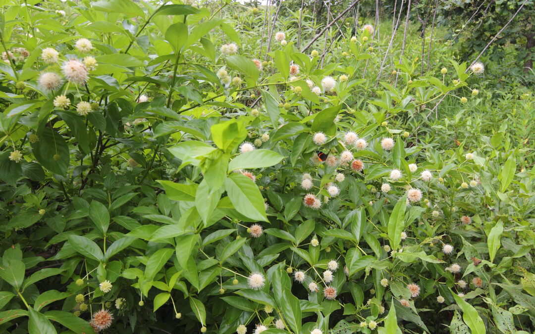 Buttonbush