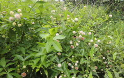 Buttonbush