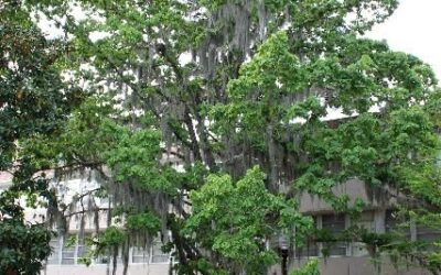 White Oak