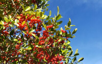 Yaupon Holly