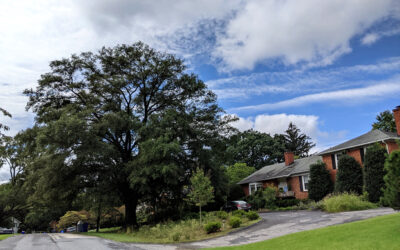 Willow Oak