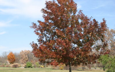 Shumard Oak