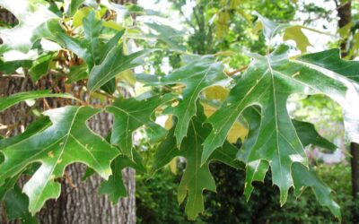 Cherrybark Red Oak