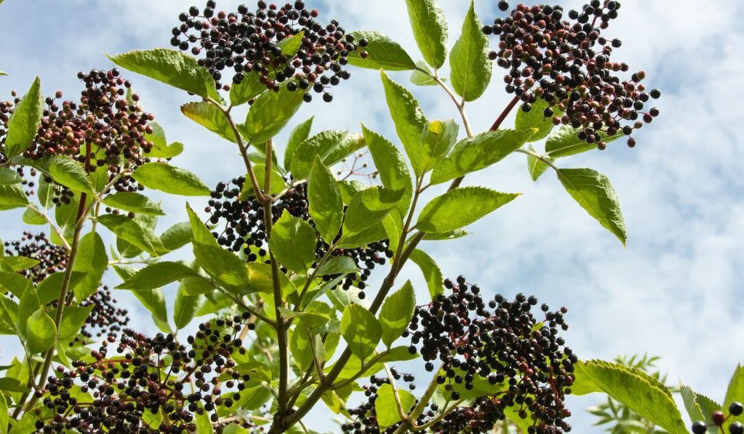 Elderberry