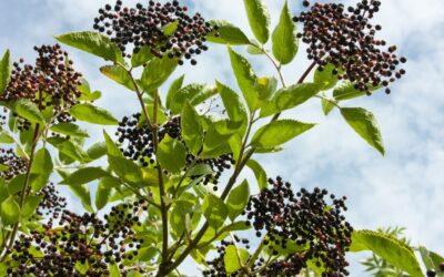Elderberry