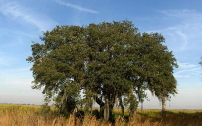 Sand Live Oak