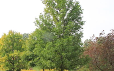 Green Ash