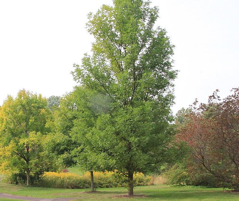 Green Ash