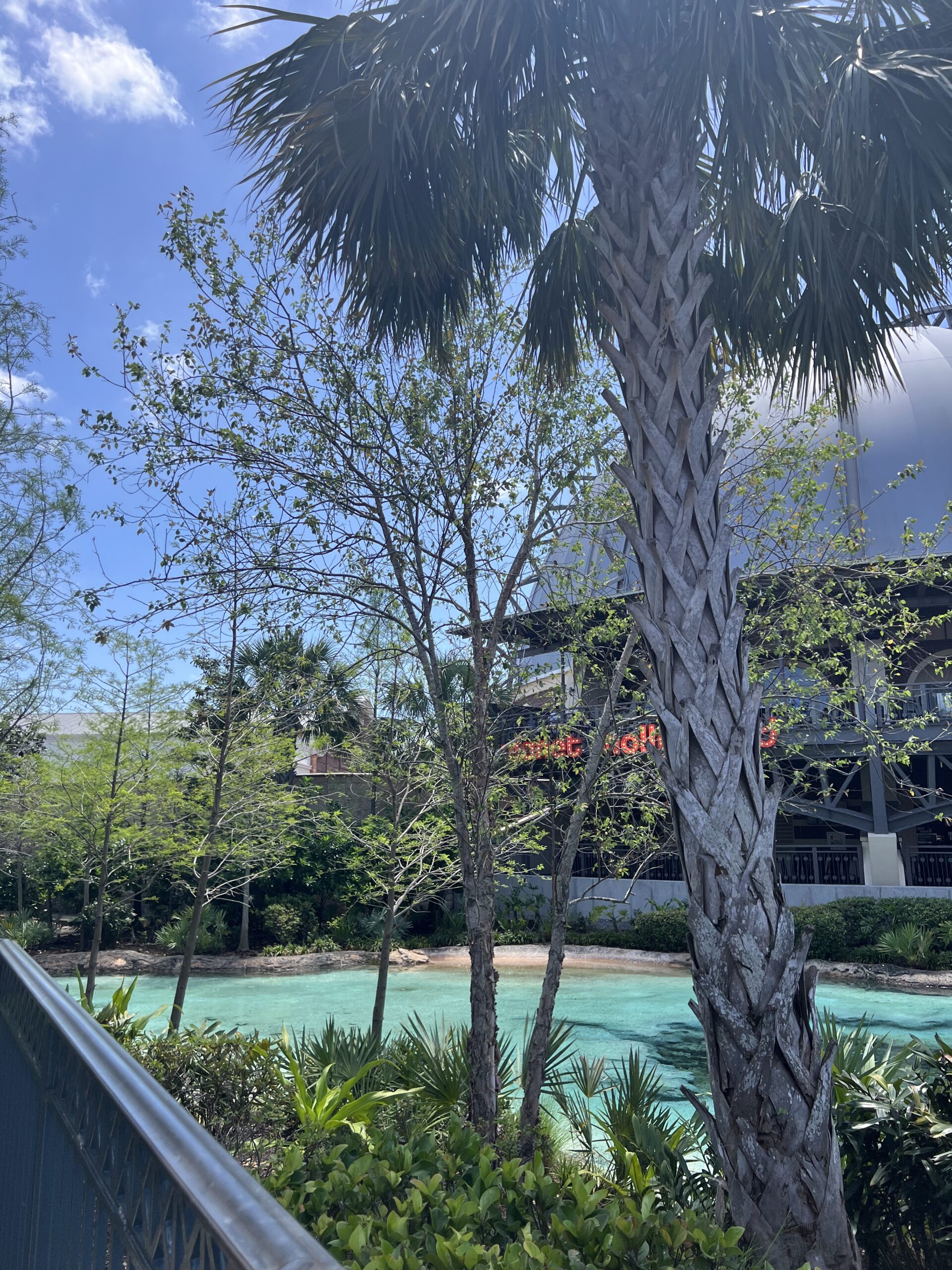 River Birch Tree at Disney Springs A view of several trees lining the edge of a man-made spring. The central tree, a river birch with its distinctive peeling bark, stands prominently in focus, illustrating the subject of the accompanying article.