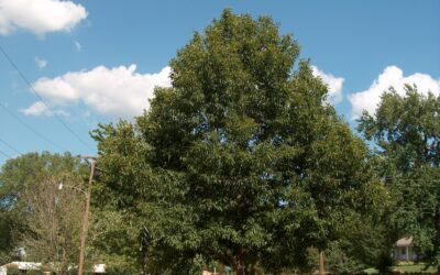 Sawtooth Oak