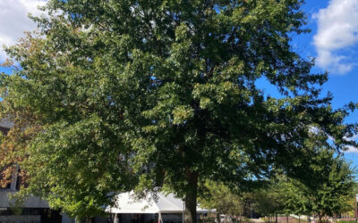 Pin Oak