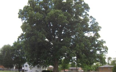 Swamp Chestnut Oak