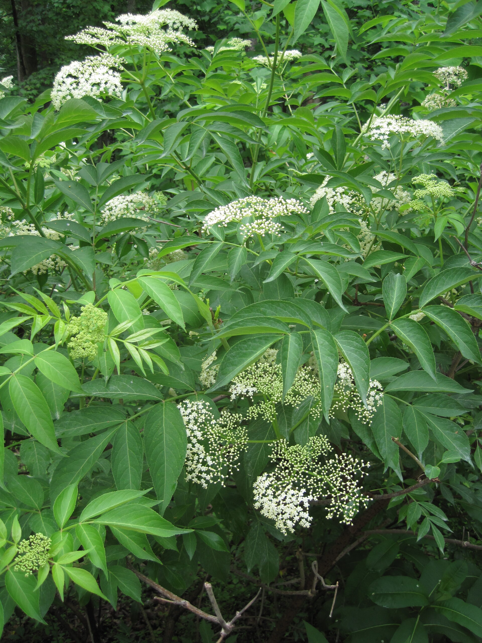 black_elderberry1_full