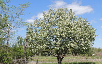 Crabapple