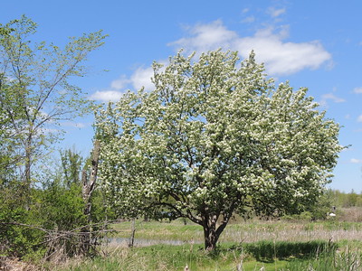 Crabapple