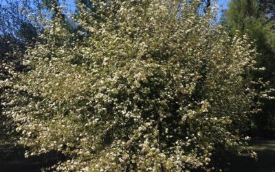 Walter’s Viburnum
