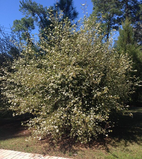 Walter’s Viburnum
