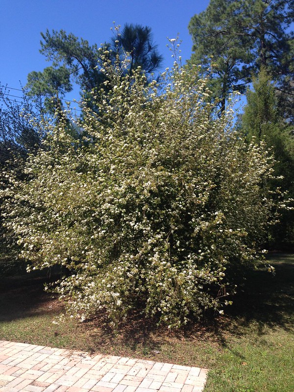 Wholesale Walter’s Viburnum - CFL&T Nursery Florida
