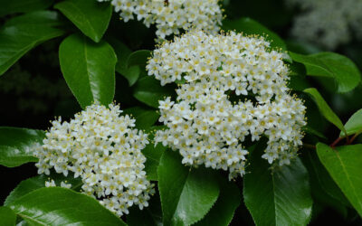 Rusty Blackhaw Viburnum