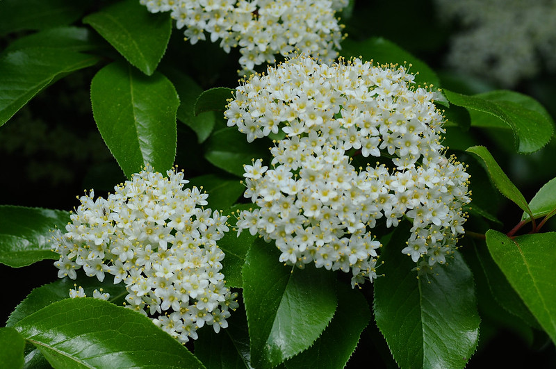 Rusty Blackhaw Viburnum