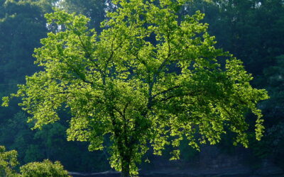 American Elm