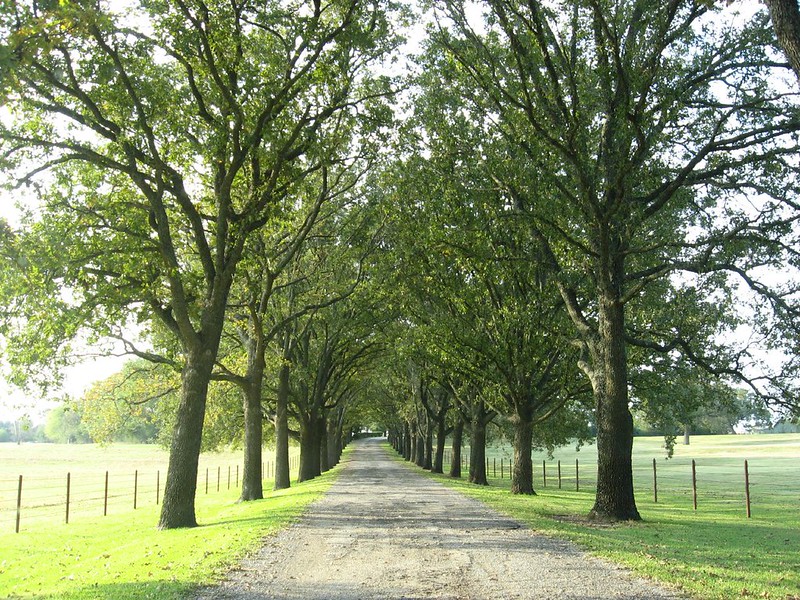 Pecan