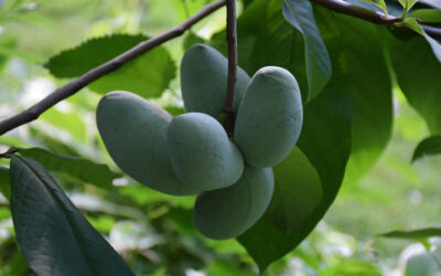 Paw Paw