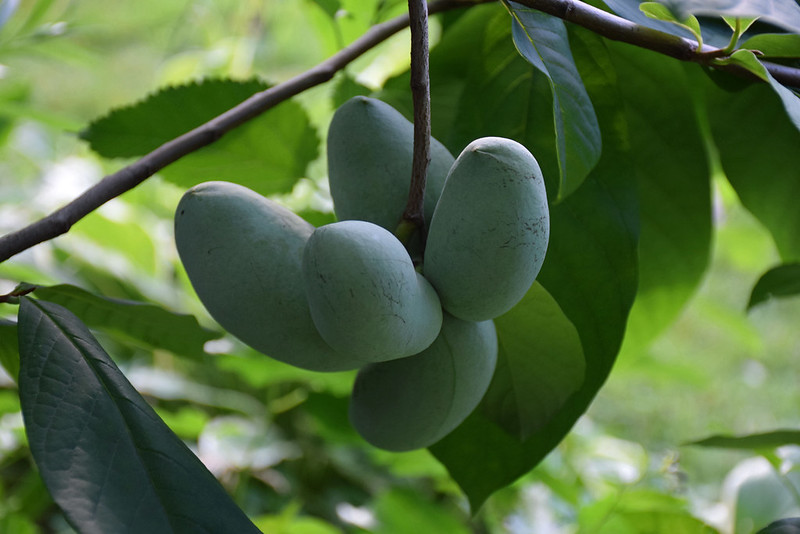 Paw Paw