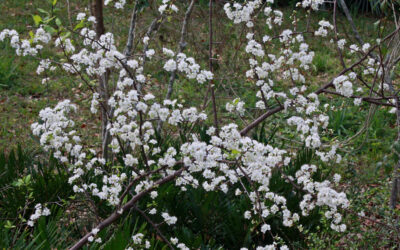 Flatwood Plum