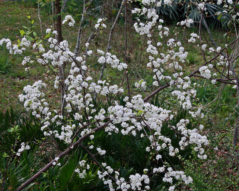 Flatwood Plum