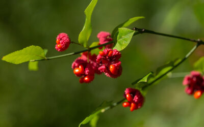 Strawberry Bush