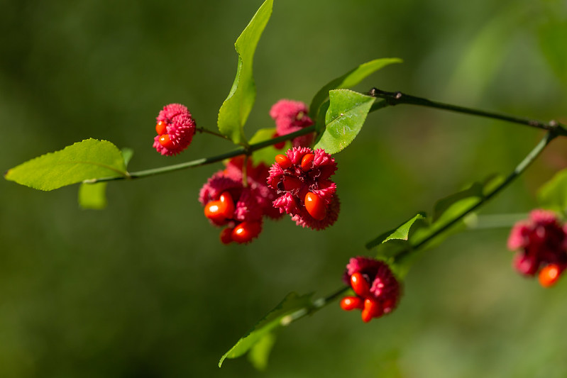 Strawberry Bush