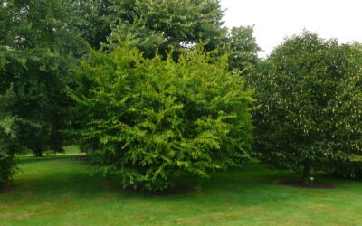 American Hornbeam