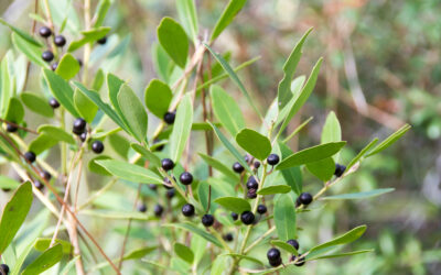 Gallberry / Inkberry