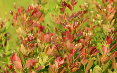 Fetterbush