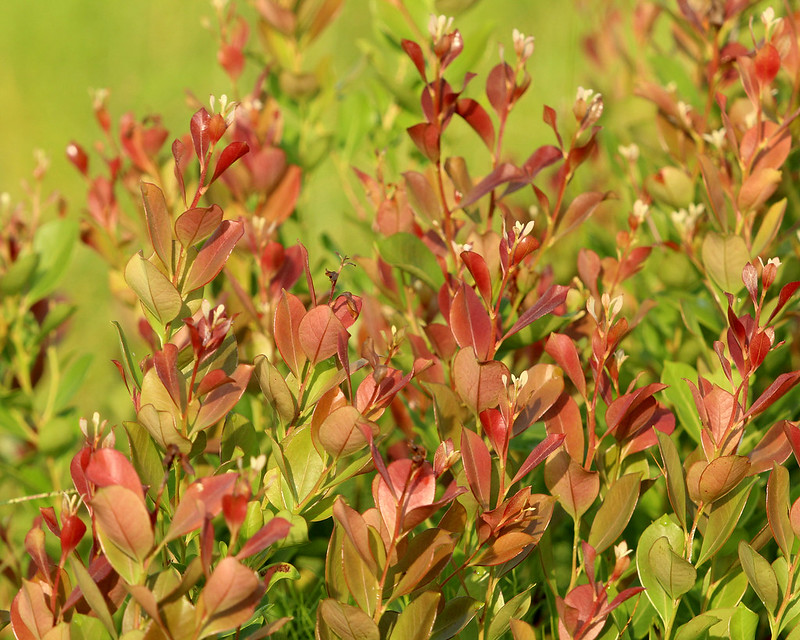 Fetterbush