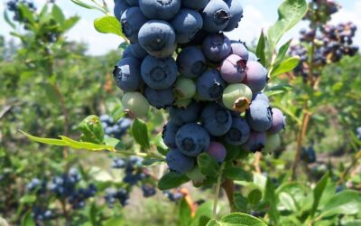 Highbush Blueberry