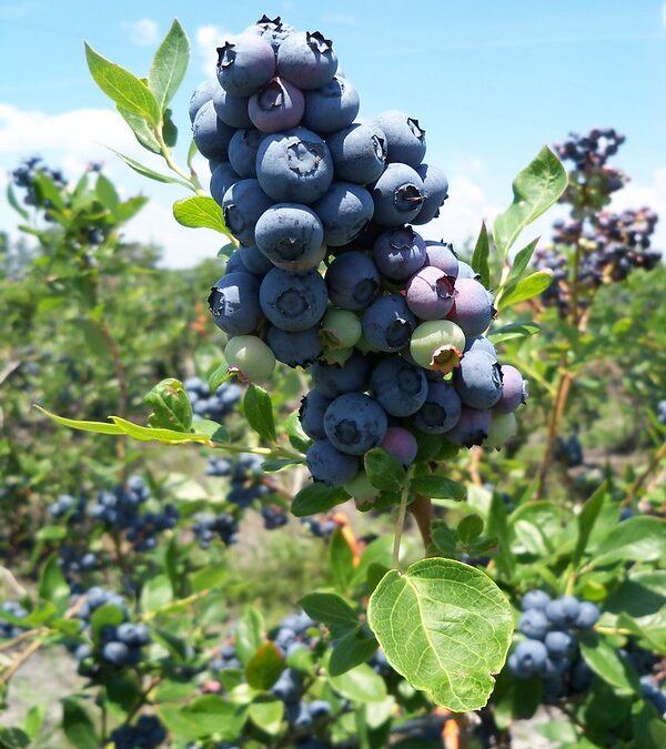 Highbush Blueberry